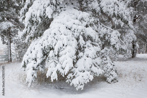 Snow covered pine tree branches in winter forest