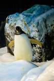 Penguins closed in Zoo, with good conditions to life.