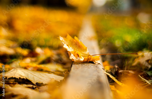 Autumn maple leaf lying on the gray border surrounded by many yellow vibrant leaves on the blurred background
