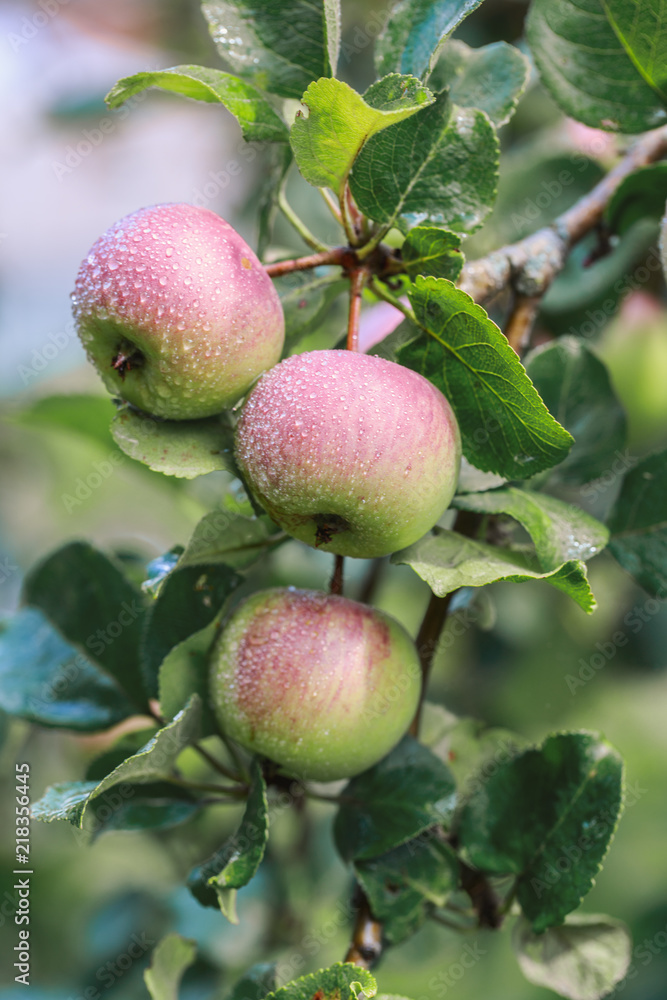 Apple tree. Apples on the tree Apple tree. Apples on the tree