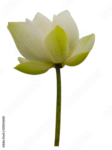 Isolated White lotus on a white background , A beautiful White lotus from Thailand