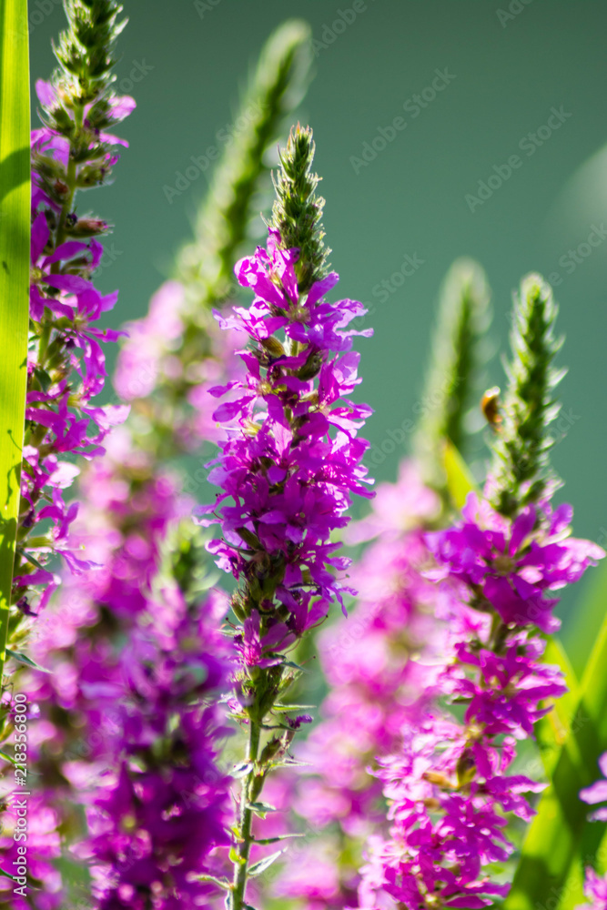 Fototapeta premium Pink lavender with green background