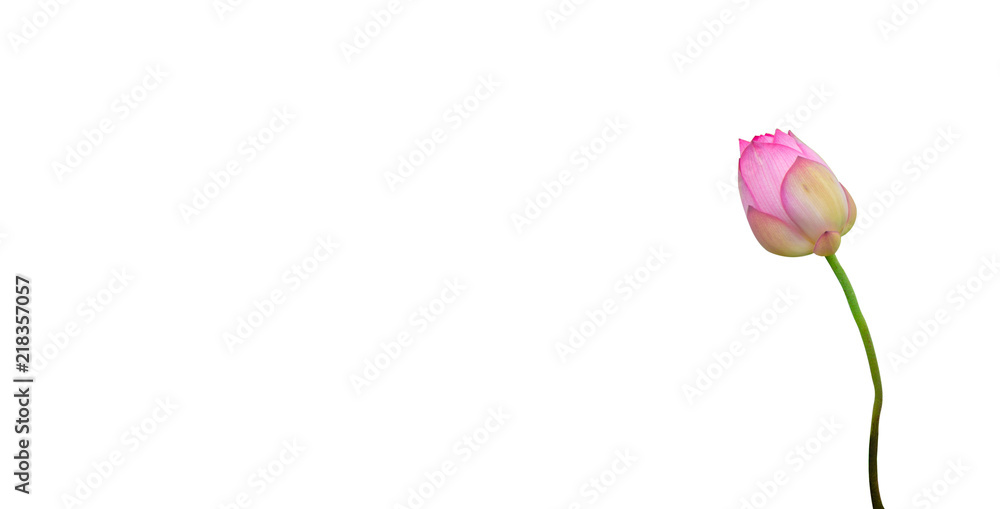 Isolated  pink lotus bud on a white background , A beautiful  pink lotus bud from Thailand