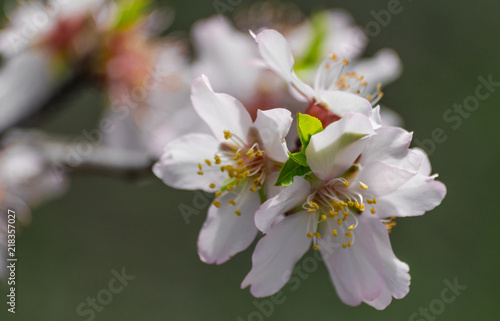 Almond flowers with sunlight ( prunus dulcis) 