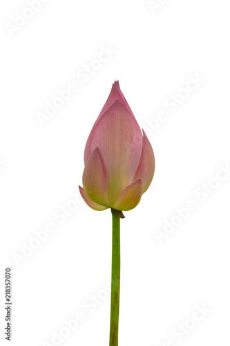 Isolated  pink lotus bud on a white background   A beautiful  pink lotus bud from Thailand