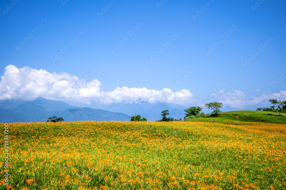 The Orange daylily(Tawny daylily) flower farm at Sixty Rock Mountain(Liushidan.mountain) with blue sky and cloud, Fuli, Hualien, Taiwan