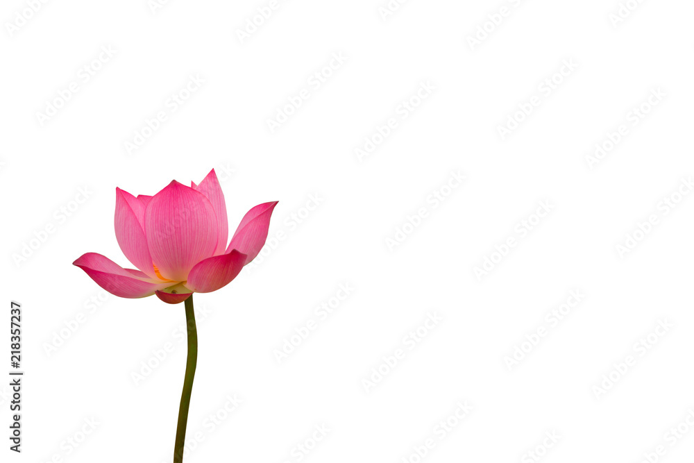 Isolated  pink lotus on a white background , A beautiful  pink lotus from Thailand