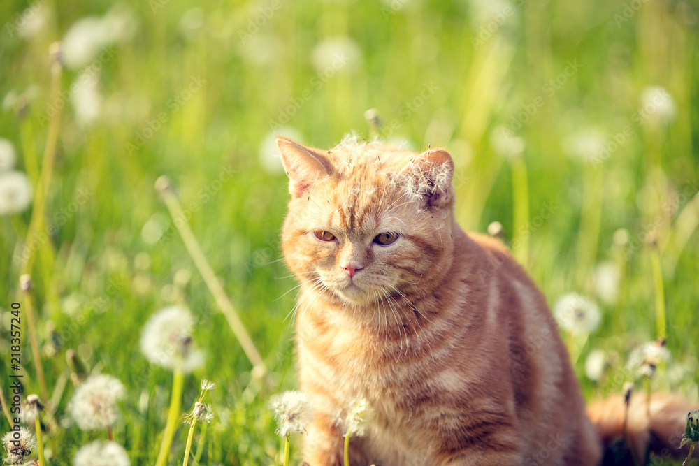 Portrait of a little kitten lying on the dandelion field. Cat enjoying spring