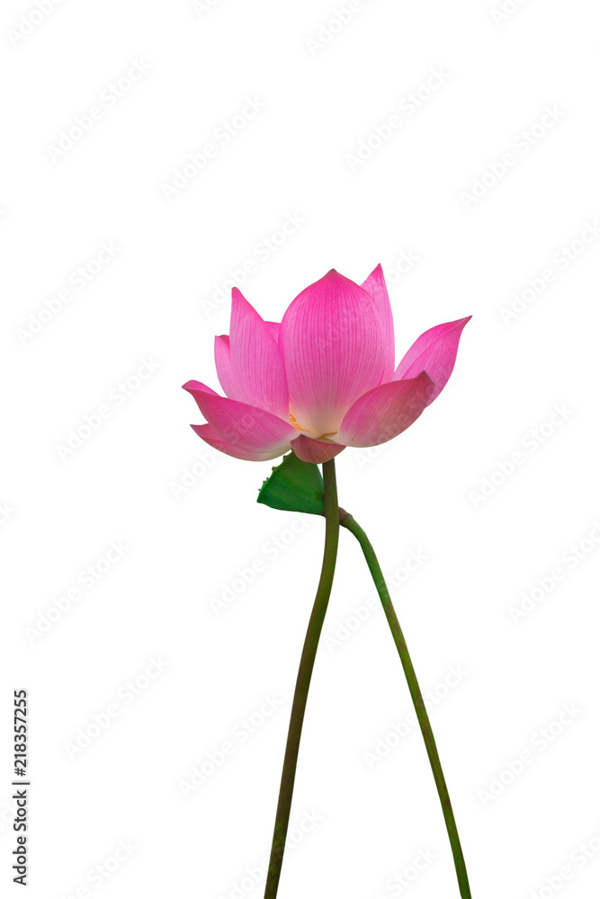 Isolated pink lotus and Pods of Lotus on a white background Isolated pink lotus and Pods of Lotus on a white background