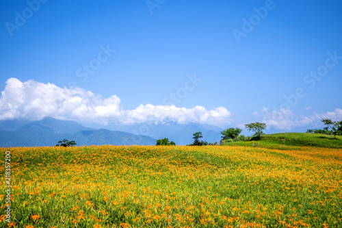 The Orange daylily Tawny daylily  flower farm at Sixty Rock Mountain Liushidan.mountain  with blue sky and cloud  Fuli  Hualien  Taiwan