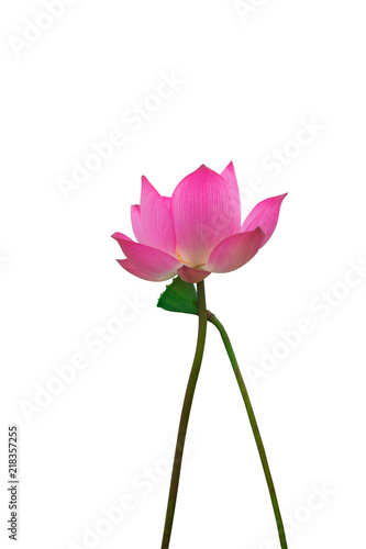Isolated pink lotus and Pods of Lotus on a white background