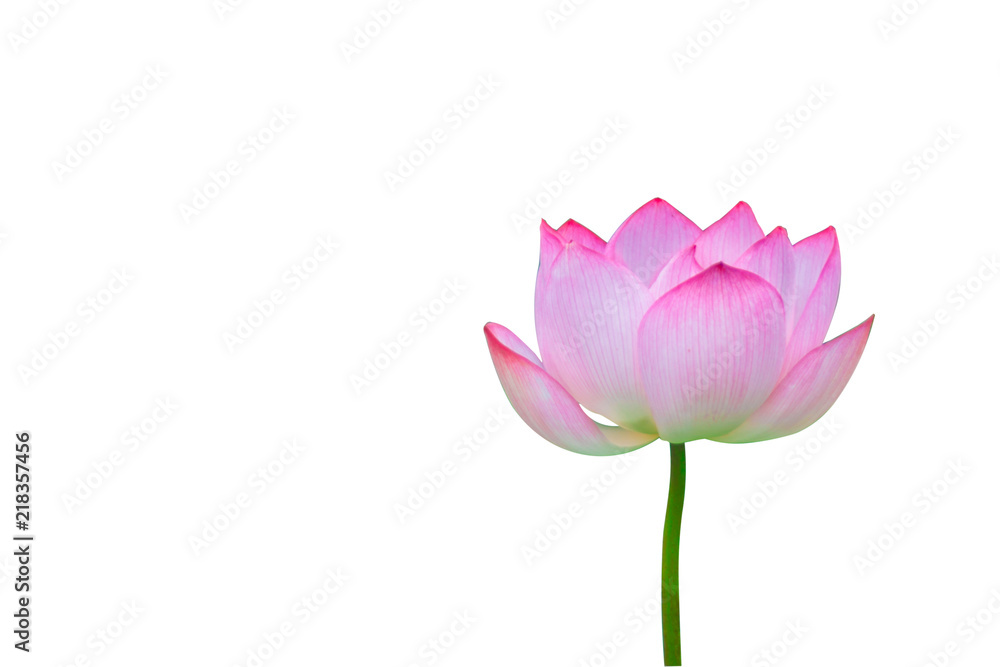 Fototapeta premium Isolated pink lotus on a white background , A beautiful pink lotus from Thailand