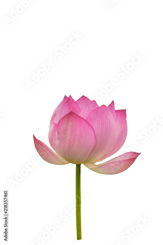 Isolated  pink lotus on a white background   A beautiful  pink lotus from Thailand