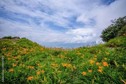 the daylily hillside at Lioushihdan mountain(Sixty Rock Mountain), Hualien East Rift Valley of Taiwan