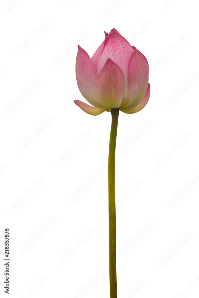 Isolated pink lotus on a white background , A beautiful pink lotus from Thailand Isolated pink lotus on a white background , A beautiful pink lotus from Thailand