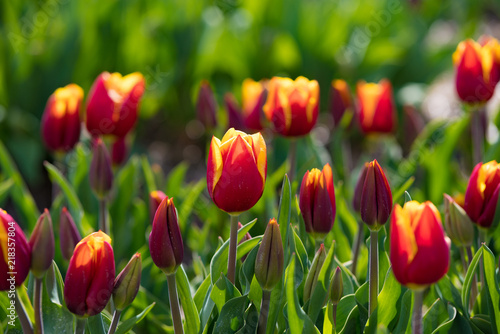 blooming tulips closeup