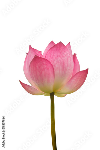 Isolated  pink lotus on a white background   A beautiful  pink lotus from Thailand