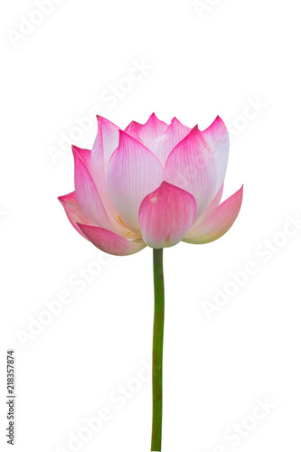 Isolated pink lotus on a white background , A beautiful pink lotus from Thailand