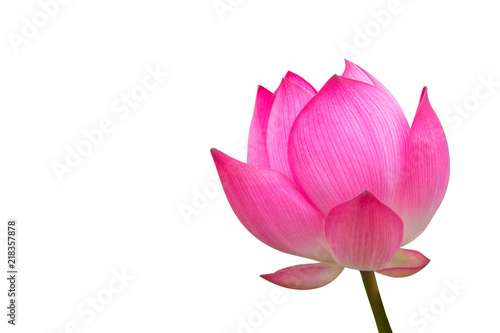 Isolated pink lotus on a white background , A beautiful pink lotus from Thailand