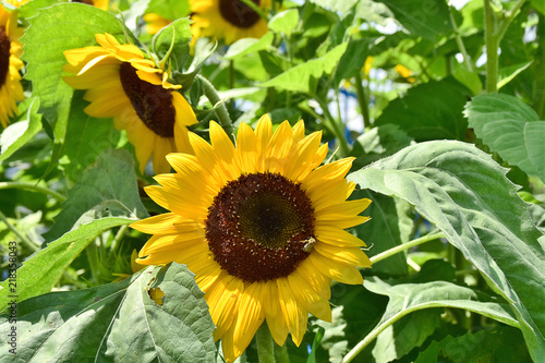Sunflower in a Sunny Summer Day.