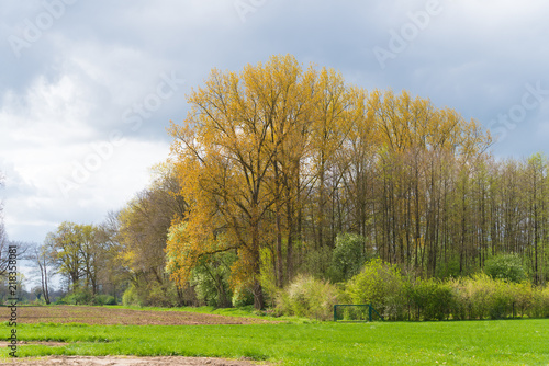 nice spring landscape