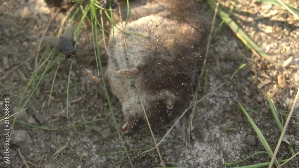 Dead animal. Flies and a beetle on a dead animal