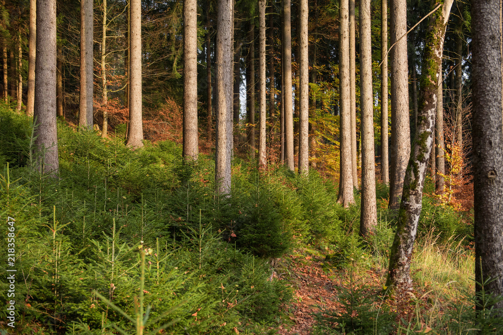 Fototapeta premium Jungwald zwischen alten Bäumen.
