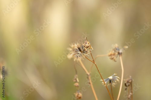 Dried flower background © Golden House Images