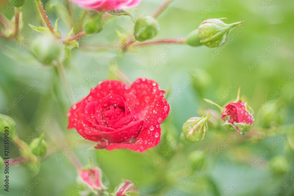 Red roses on the bushes in droplets rso in the garden. Artistic photo. Very soft selective focus.
Red roses on the bushes in droplets rso in the garden. Artistic photo. Very soft selective focus.