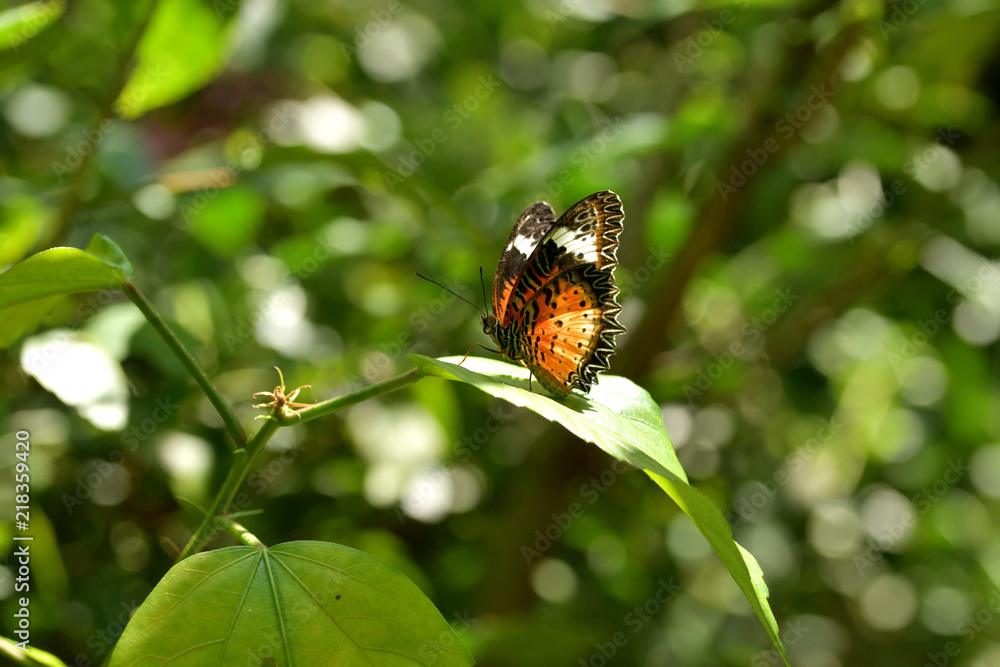 Butterfly off a leaf