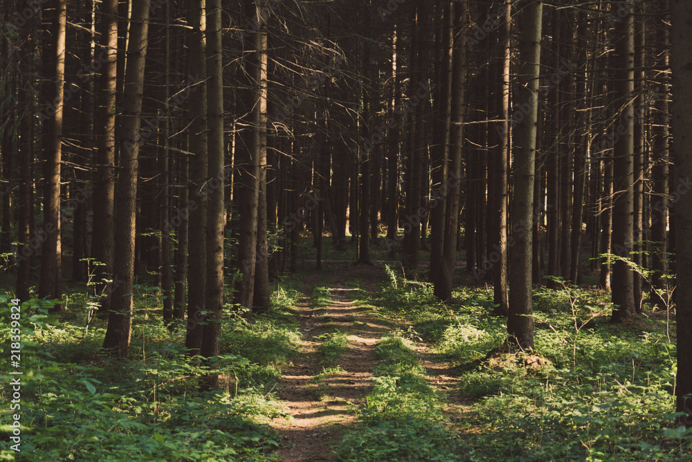 Obraz premium German wood