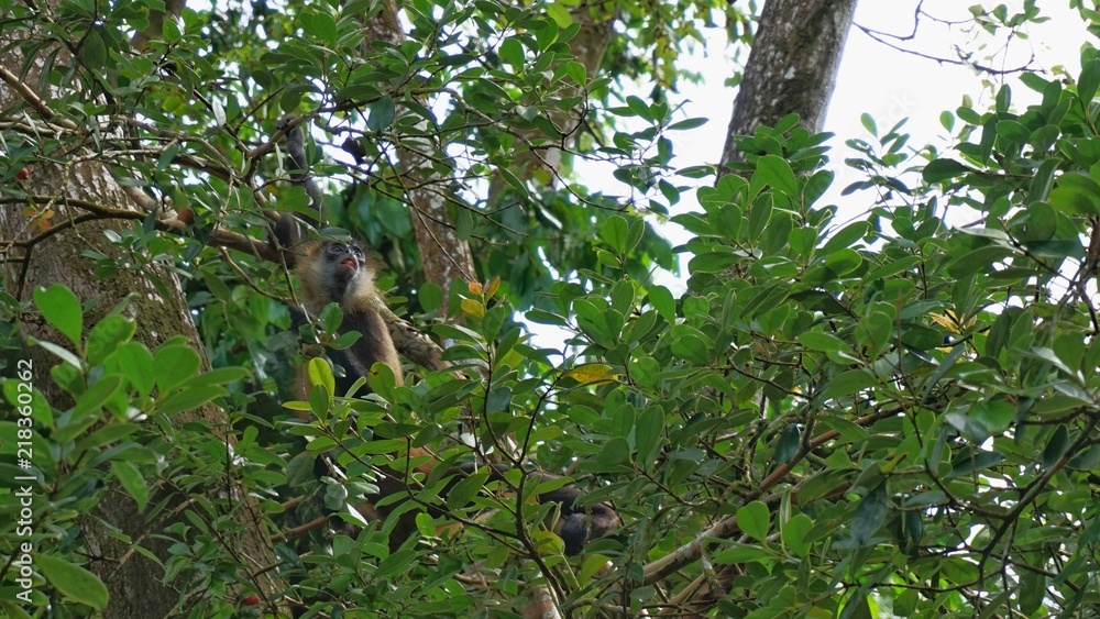 Fototapeta premium Tortuguero, Costa Rica