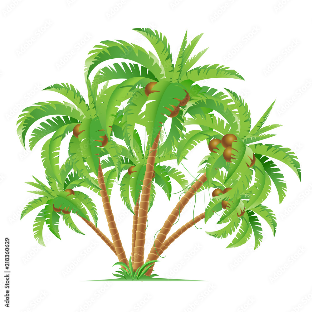 Fototapeta Palmy kokosowe