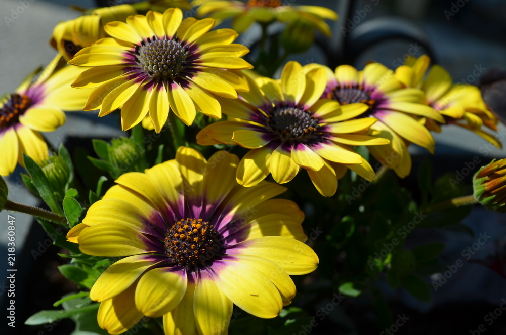 Blossoms of yellow and purple cape daisy flowers Blossoms of yellow and purple cape daisy flowers