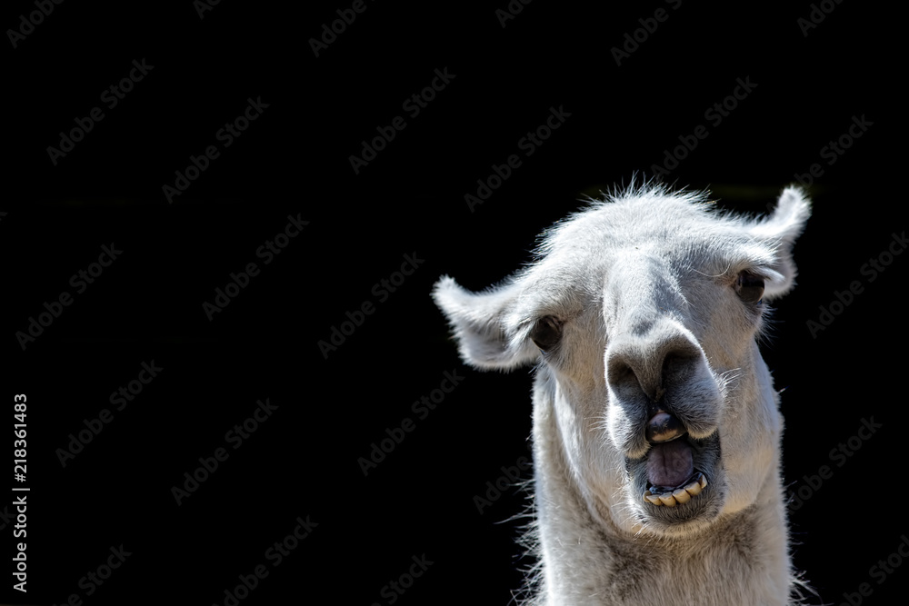 Stupid looking animal. Goofy llama. Funny meme image with copy-space. Dumb animal with silly expression isolated against black background for customised message or text.