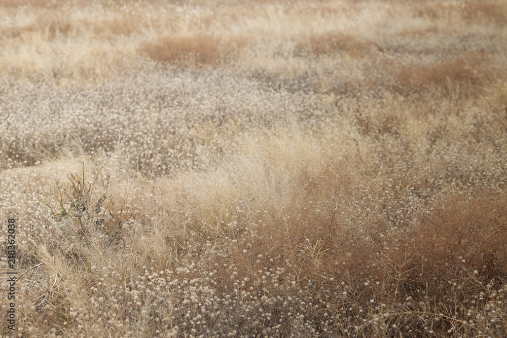 Fototapeta premium Grass flower for background