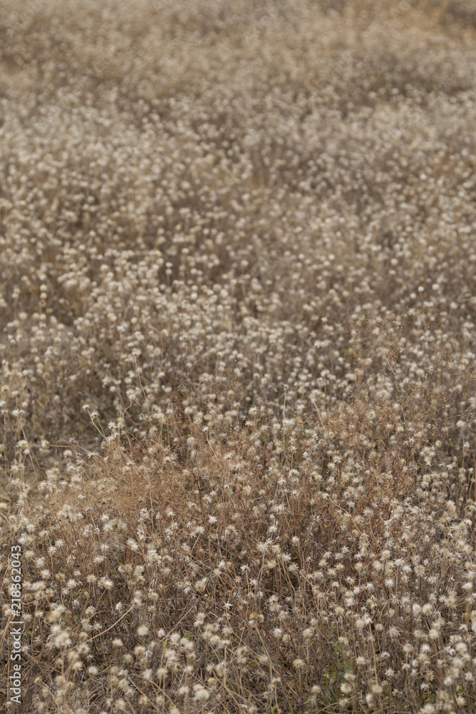 Grass flower for background Grass flower for background