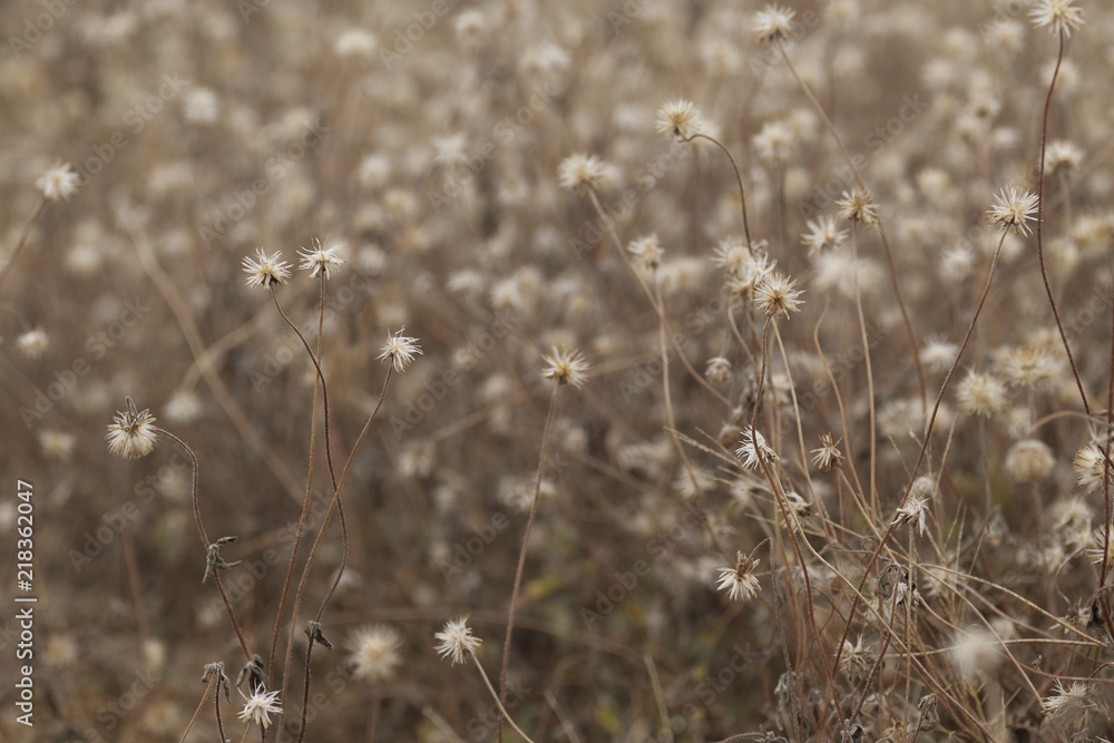 Fototapeta premium Grass flower for background