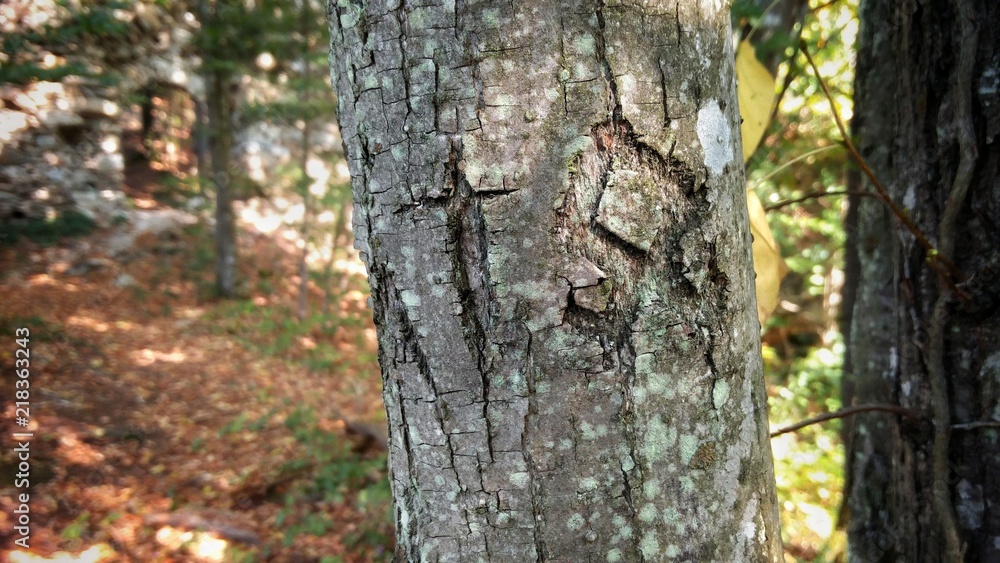 Zeichen der Natur