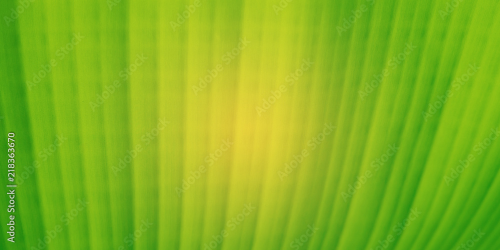 green leaves natural background wallpaper, leaf texture, green leaves natural background wallpaper, leaf texture,