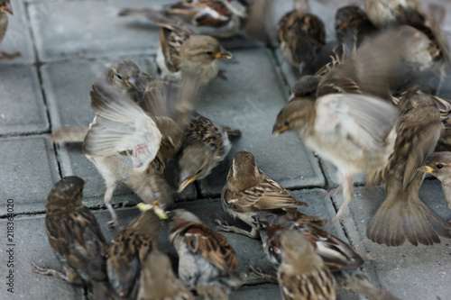 sparrows fighting over food