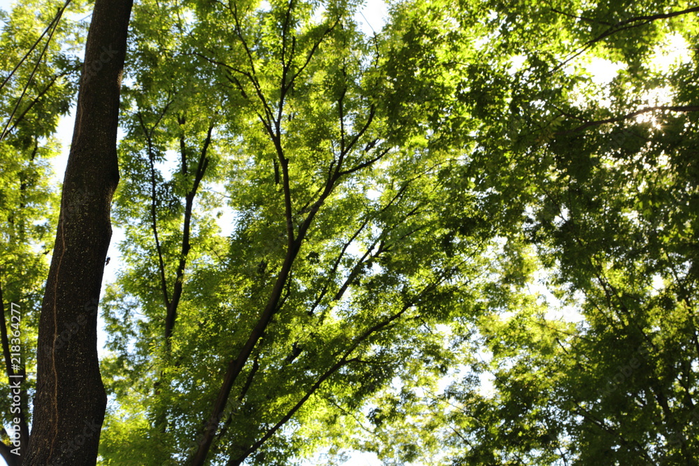 Obraz premium 木漏れ日とせみ