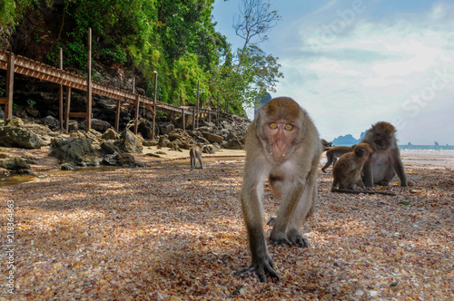 Tableau sur toile Monkey on the beach in Thailandia