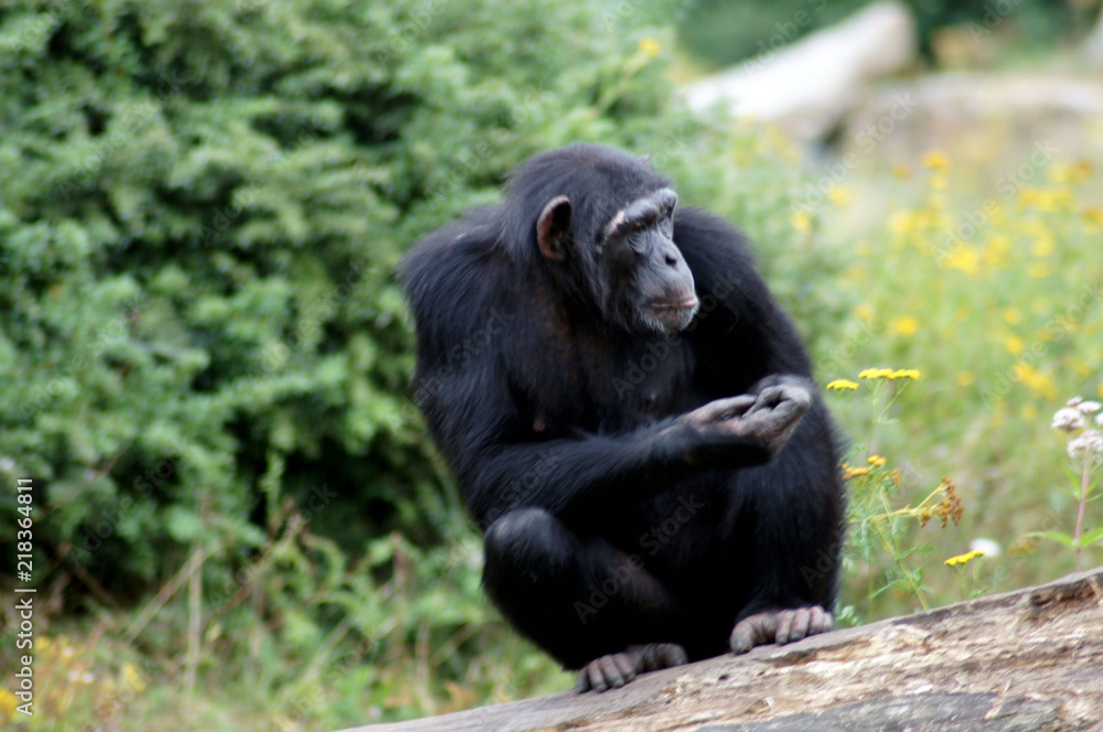 Schimpanse Affe in Gafangenschaft im Zoo Schimpanse Affe in Gafangenschaft im Zoo