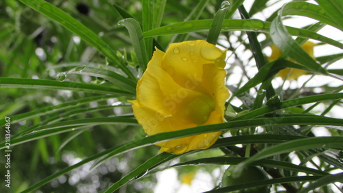 Flower after rain