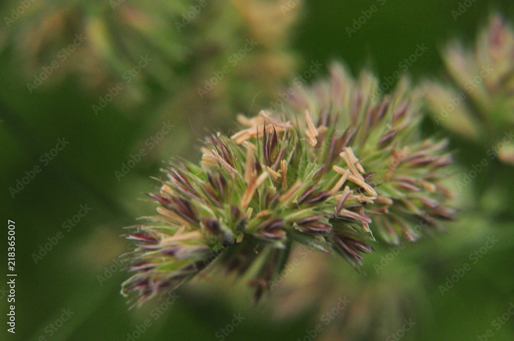 macro avec un épi de dactyle fleuri (graminée sauvage) sur fond de feuillage macro avec un épi de dactyle fleuri (graminée sauvage) sur fond de feuillage