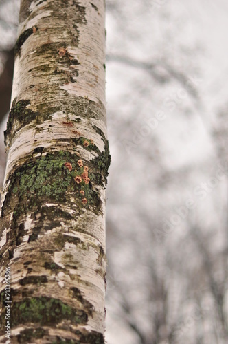 Fototapeta Naklejka Na Ścianę i Meble -  gros plan avec tronc et écorche de bouleau sur fond de forêt en hiver