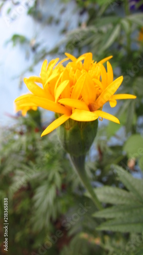 Yellow flower close-up