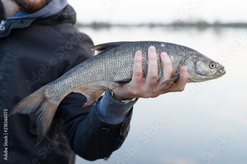 Asp fish (Aspius aspius) in hand fisherman closeup.