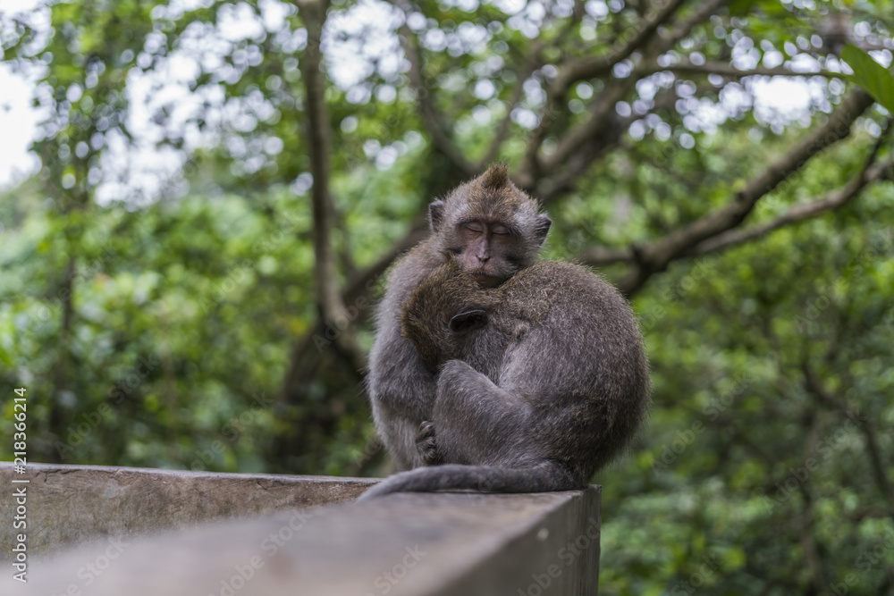 Obraz premium Two cute monkeys sleping and cuddling in the Monkeyforest of Bali in Indonesia